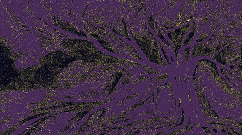 Изображение принта „Знакомое дерево. Принт I“ с оригинальной картины/рисунка Натальи Антонович