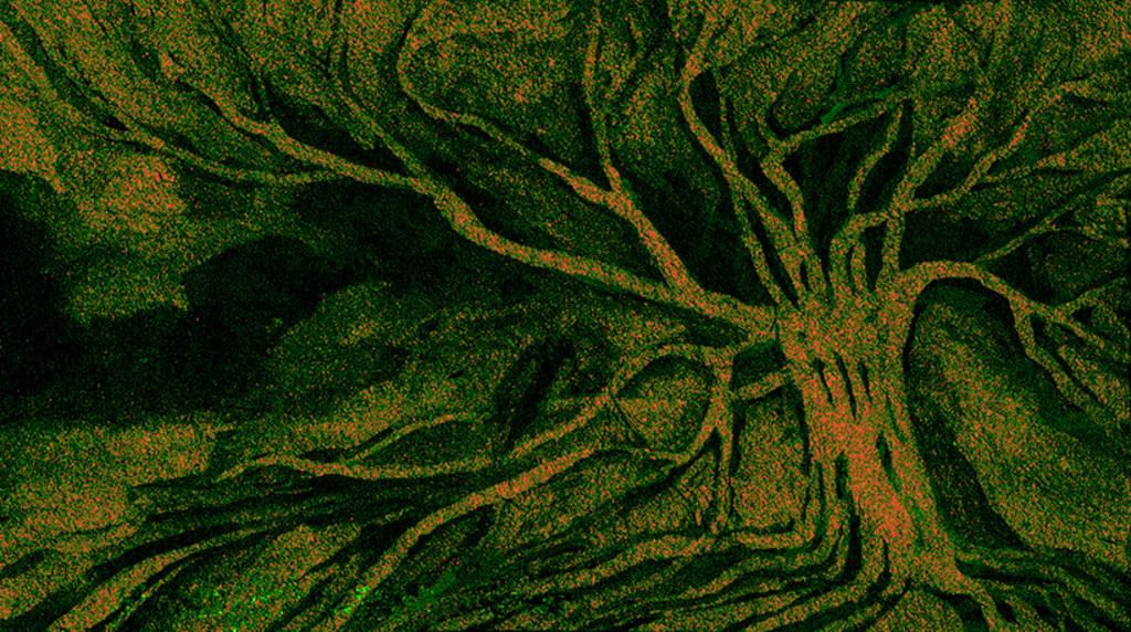 Изображение принта „Знакомое дерево. Принт J“ с оригинальной картины/рисунка Натальи Антонович