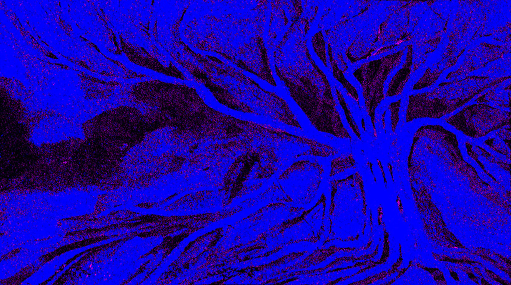 Bild der Drucks „Vertrauter Baum. Abdruck M“ vom Original gemälde/Zeichnung von Natali Antonovich
