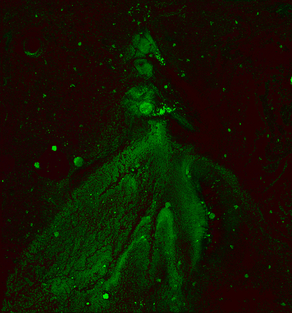 Afbeelding van print "Winterritme. Afdruk AF" van origineel schilderij/tekening door Natali Antonovich