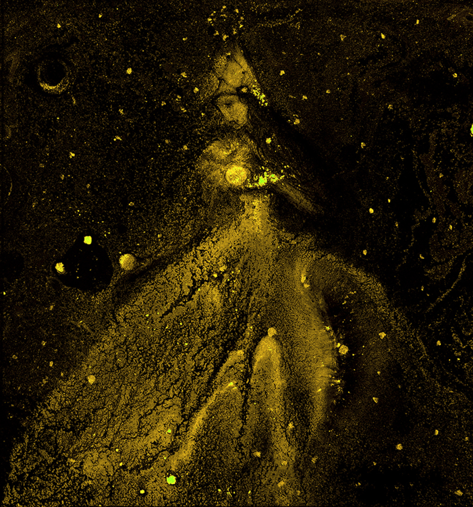 Bild der Drucks „Winterrhythmus. Drucken  AF“ vom Original gemälde/Zeichnung von Natali Antonovich