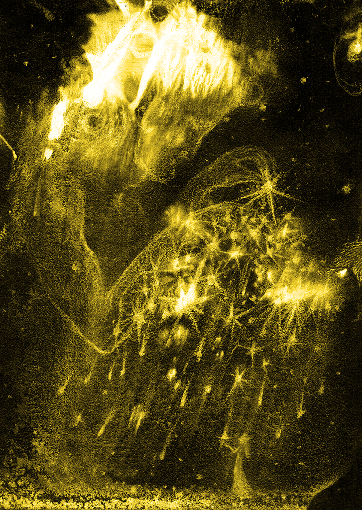 Image de l'impression „Amour. Imprimer WA“ à partir de la peinture/dessin original de Natali Antonovich