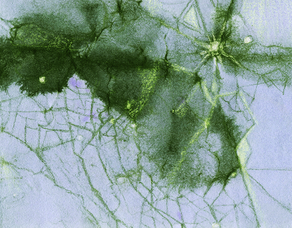 Image of Print "Tangled Past. Print  QQQ" from original Painting/Drawing by Natali Antonovich