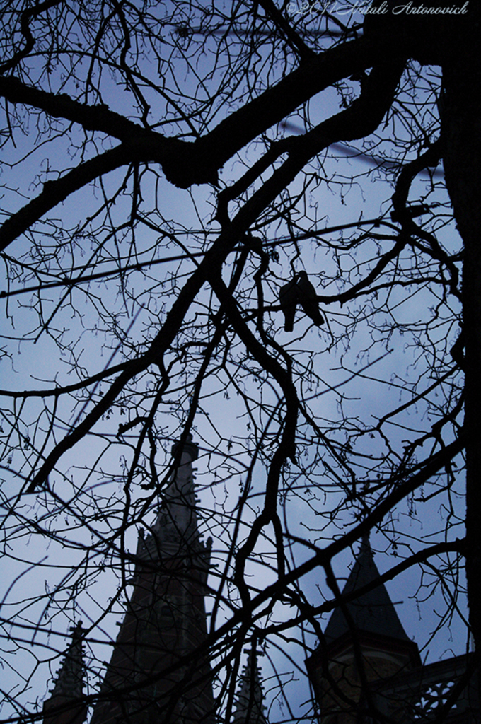 Album "Afbeelding zonder titel" | Fotografie afbeelding " Brugge" door Natali Antonovich in Archief/Foto Voorraad.