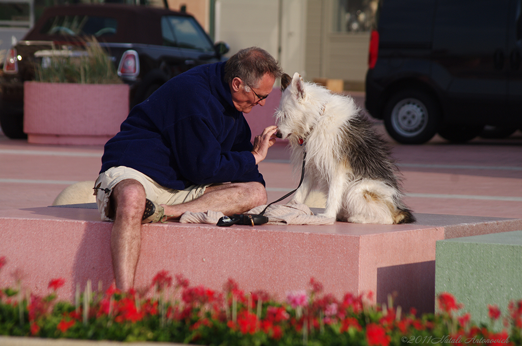 Album "Gentleman met hond" | Fotografie afbeelding "Belgische Kust" door Natali Antonovich in Archief/Foto Voorraad.