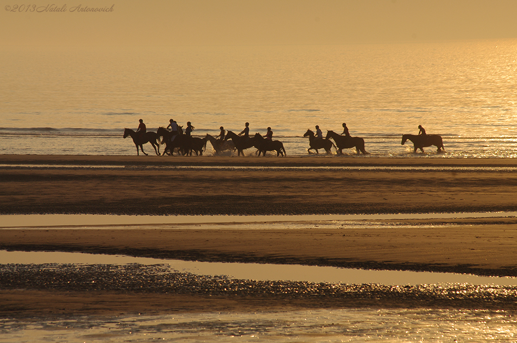 Album "Noordzee" | Fotografie afbeelding "België" door Natali Antonovich in Archief/Foto Voorraad.