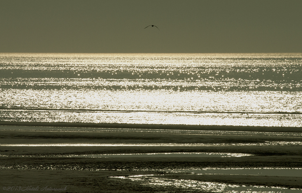 Album "Saturnian Sea" | Photography image "Belgian Coast" by Natali Antonovich in Limited Editions.