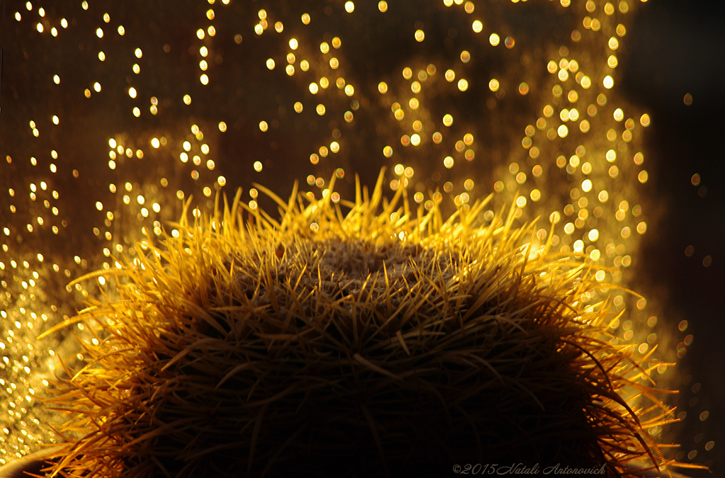 Photography image "Cactus" by Natali Antonovich | Photostock.