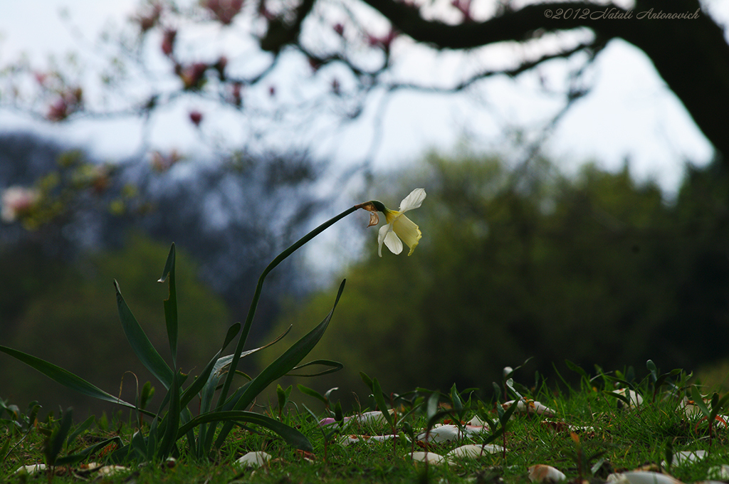 Photography image "Image without title" by Natali Antonovich | Photostock.