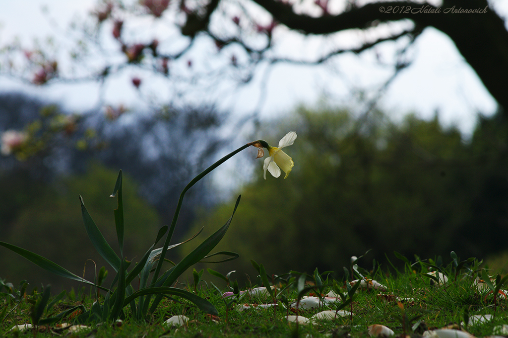 Image de photographie "Image sans titre" de Natali Antonovich | Photostock.