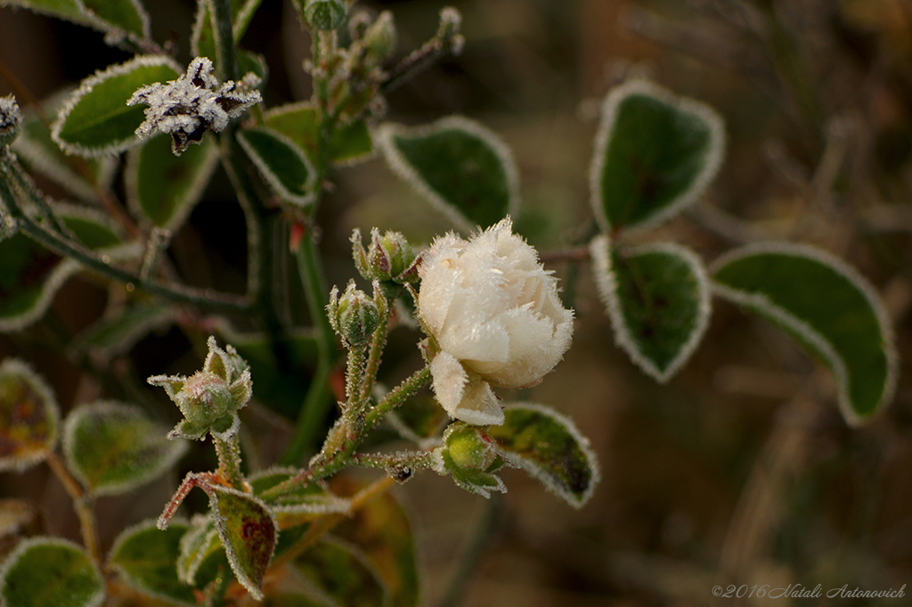 Album  "Image without title" | Photography image "Flowers" by Natali Antonovich in Photostock.