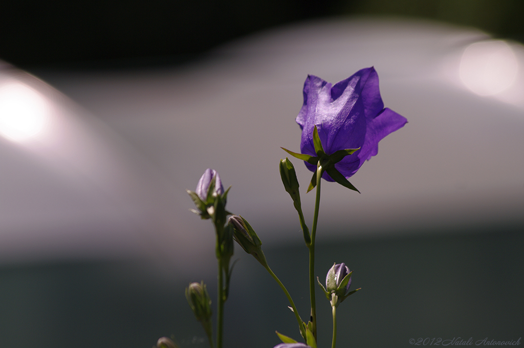 Fotografiebild "Glockenblumen" von Natali Antonovich | Sammlung/Foto Lager.