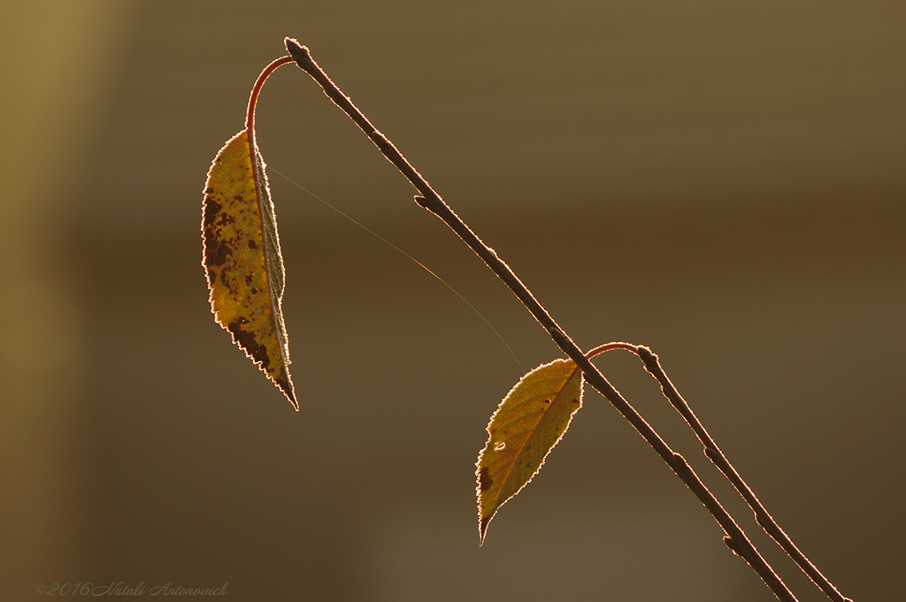 Album  "Tenderness" | Photography image " Autumn" by Natali Antonovich in Photostock.