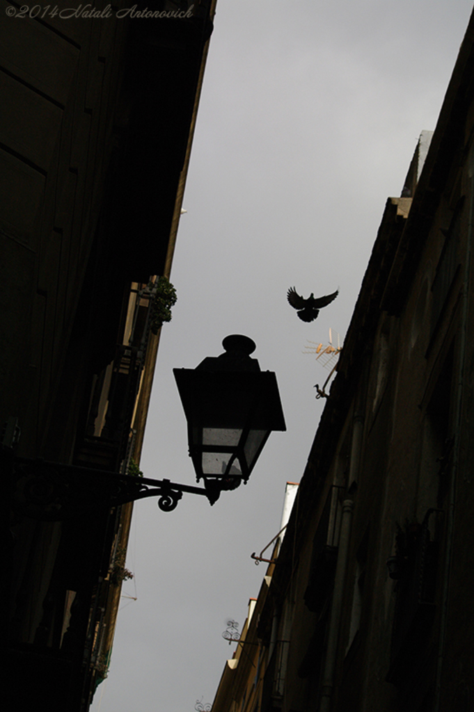 Album  "Barcelona Old Town" | Photography image "Birds" by Natali Antonovich in Photostock.