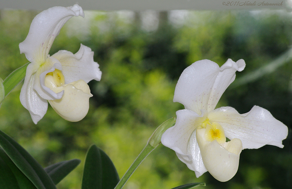 Image de photographie "Orchidées" de Natali Antonovich | Photostock.