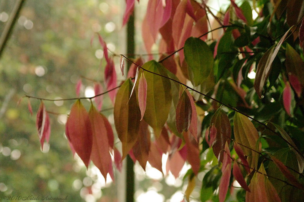 Album "Image sans titre" | Image de photographie "Automne" de Natali Antonovich en photostock.