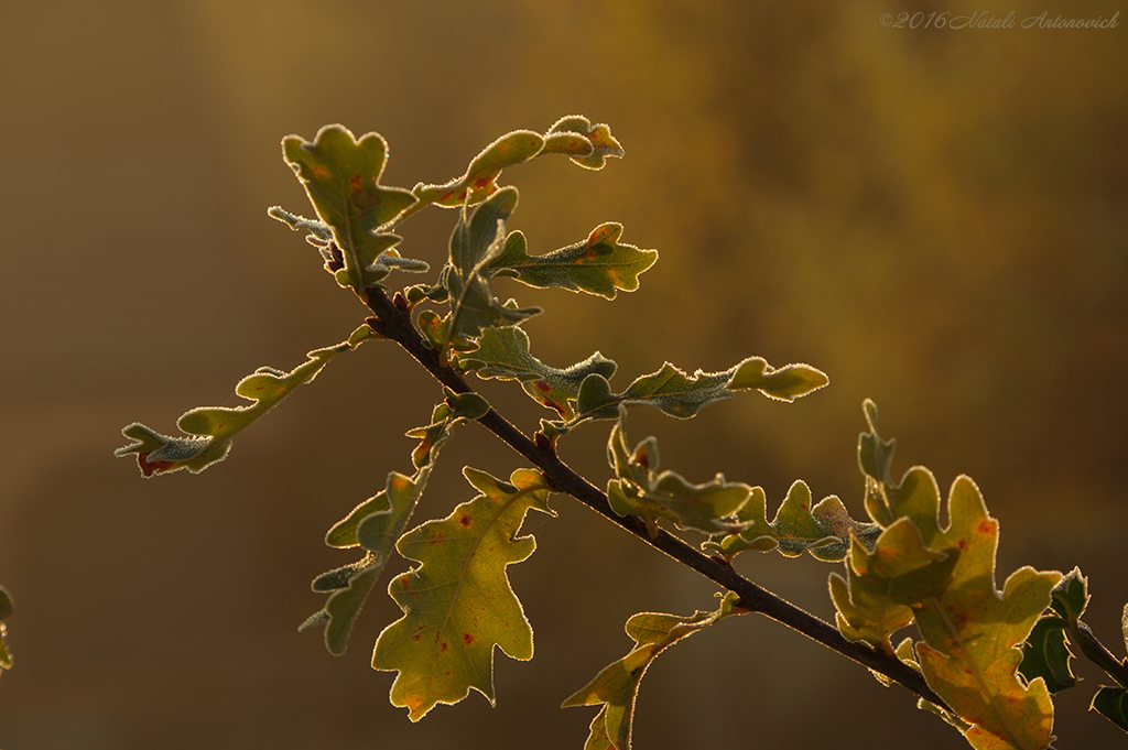 Album "Bild ohne Titel" | Fotografiebild "Herbst" von Natali Antonovich im Sammlung/Foto Lager.