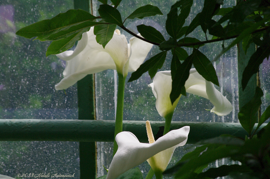 Album "Bild ohne Titel" | Fotografiebild "Blumen" von Natali Antonovich im Sammlung/Foto Lager.