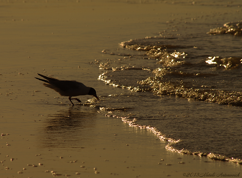 Album "Image sans titre" | Image de photographie "Des oiseaux" de Natali Antonovich en photostock.