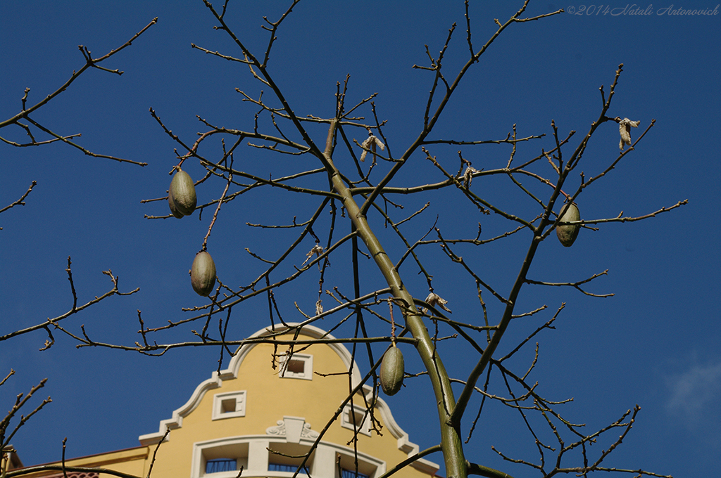 Album "Afbeelding zonder titel" | Fotografie afbeelding " Barcelona" door Natali Antonovich in Archief/Foto Voorraad.