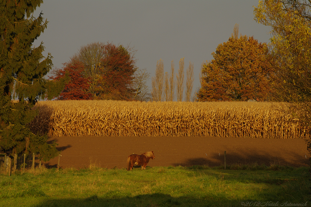 Image de photographie "Image sans titre" de Natali Antonovich | Photostock.