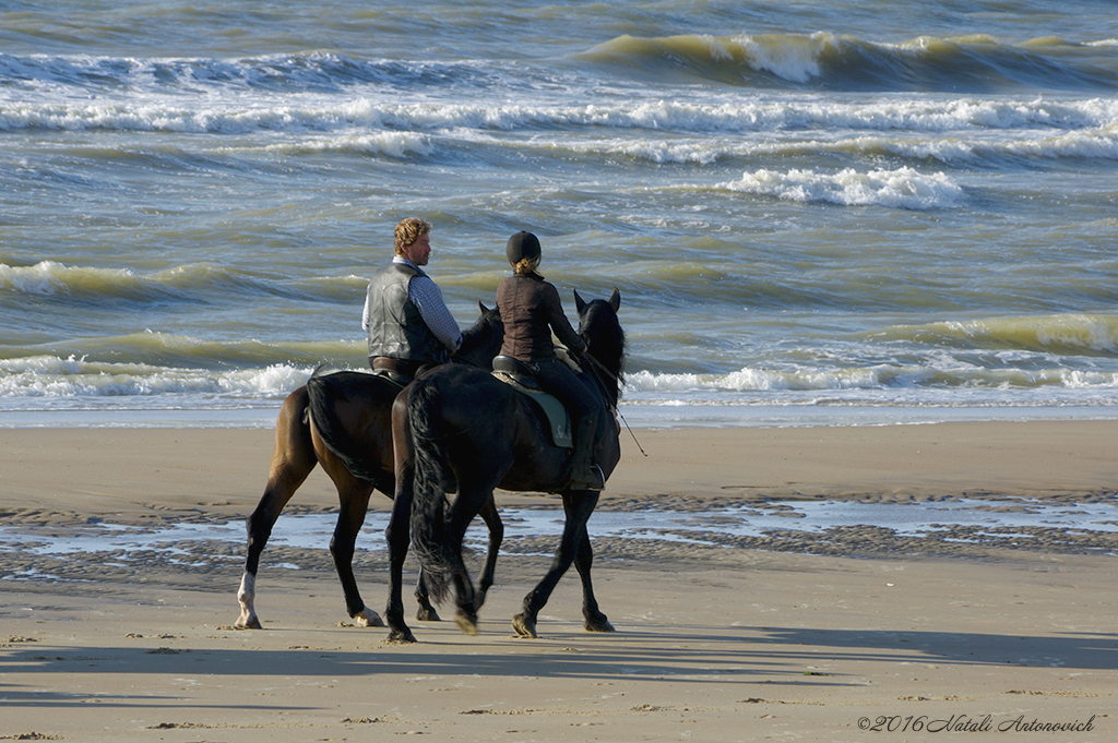 Album "Spaziergang am Meer Küste" | Fotografiebild "Belgien" von Natali Antonovich im Sammlung/Foto Lager.