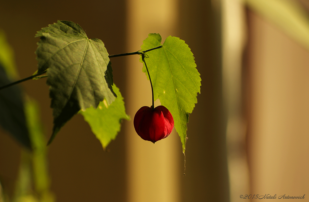 Album  "Image without title" | Photography image "Flowers" by Natali Antonovich in Photostock.