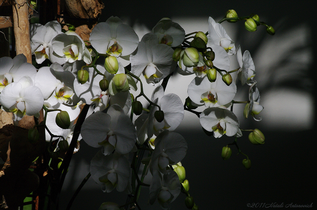 Album "Orchidées " | Image de photographie "Fleurs" de Natali Antonovich en photostock.
