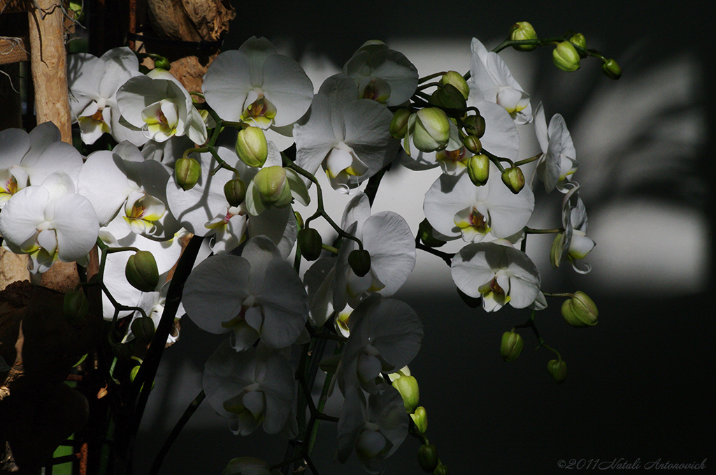 Album "Orchideeën" | Fotografie afbeelding "Orchideeën" door Natali Antonovich in Archief/Foto Voorraad.