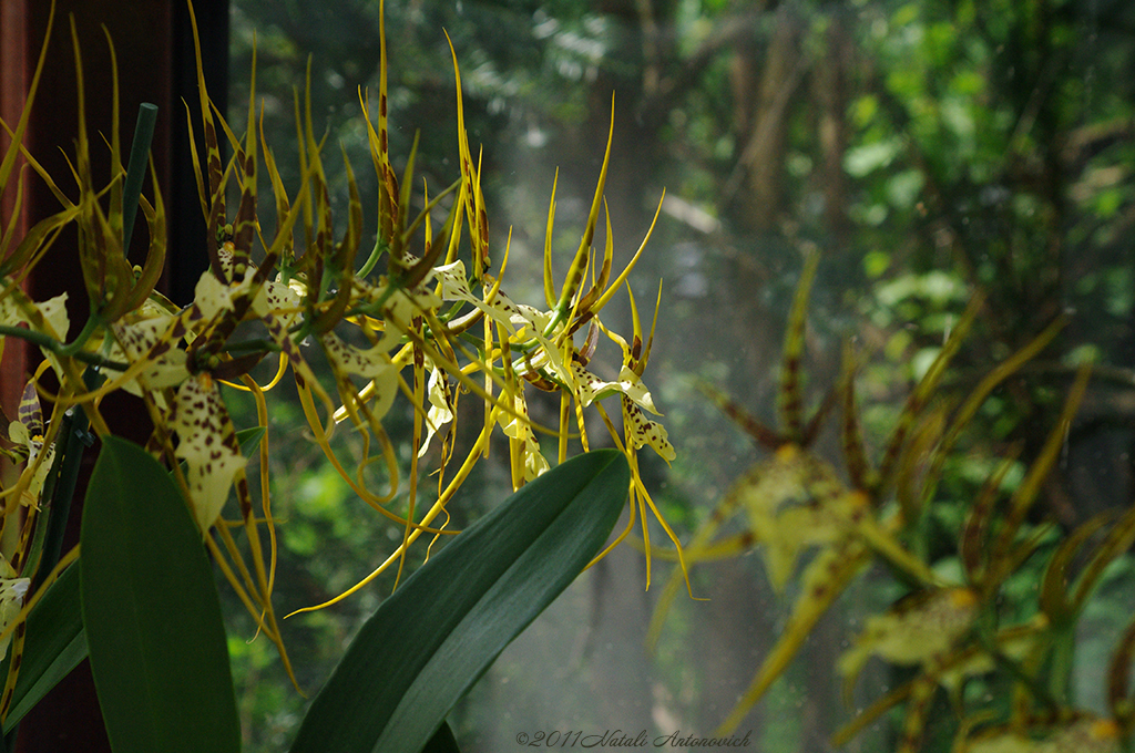 Fotografie afbeelding "Orchideeën" door Natali Antonovich | Archief/Foto Voorraad.