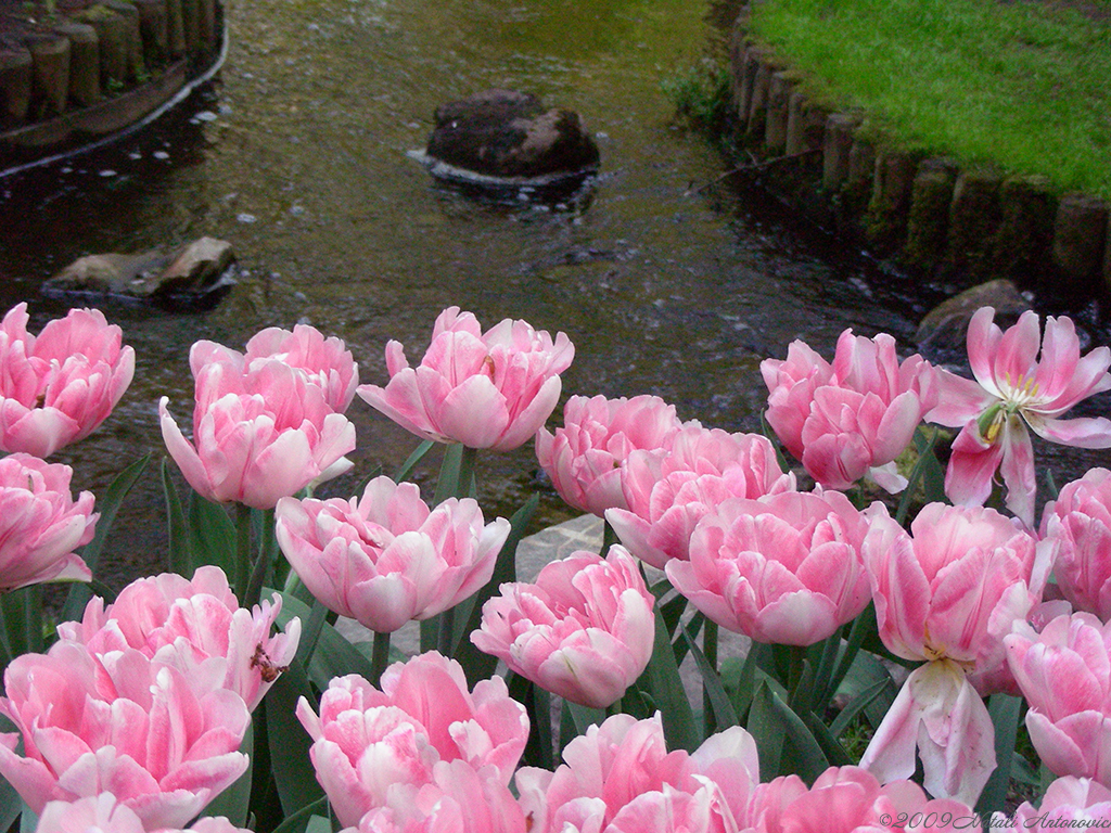 Album "Keukenhof. Netherlands" | Fotografie afbeelding "Nederland" door Natali Antonovich in Archief/Foto Voorraad.