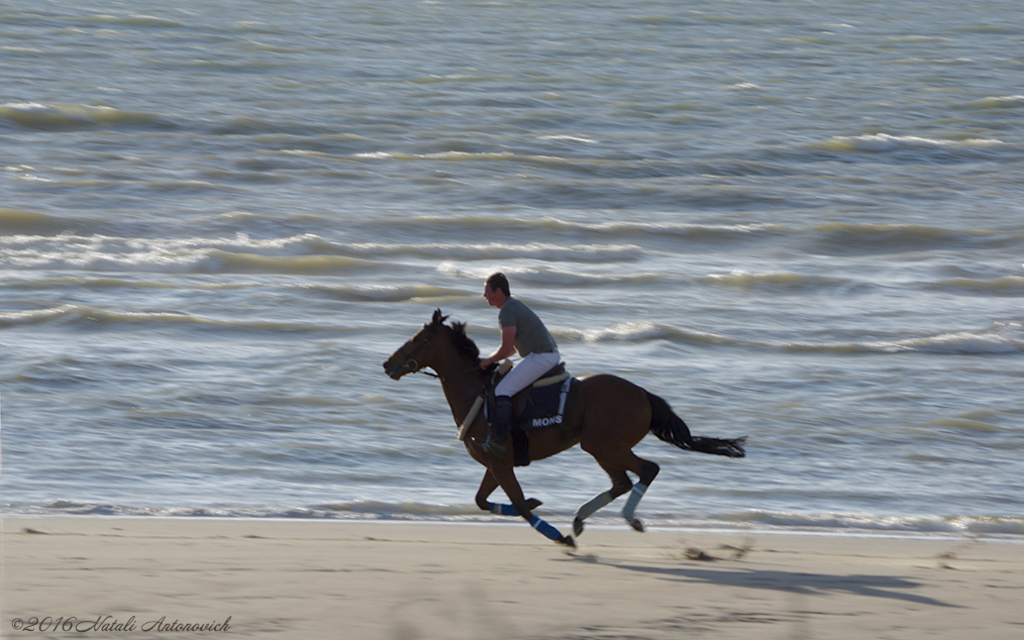 Album "Reiten" | Fotografiebild "Belgien" von Natali Antonovich im Sammlung/Foto Lager.