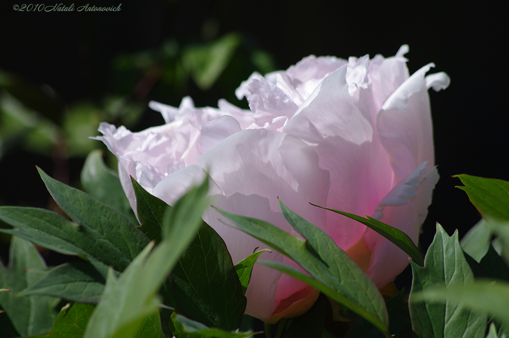 Album "Image sans titre" | Image de photographie "Fleurs" de Natali Antonovich en photostock.