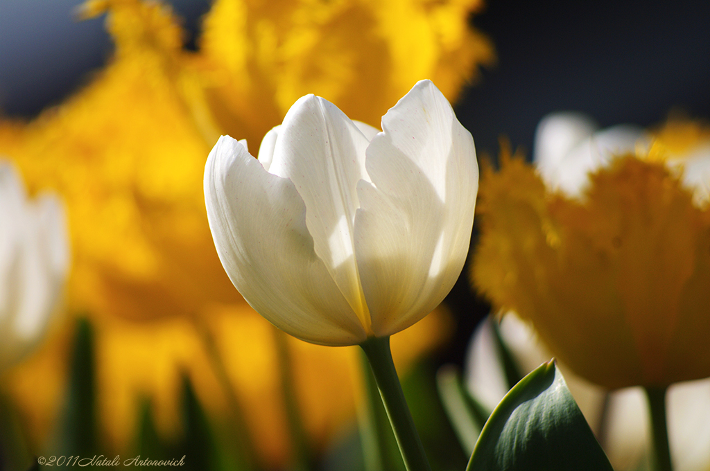 Album "Bild ohne Titel" | Fotografiebild "Frühling" von Natali Antonovich im Sammlung/Foto Lager.