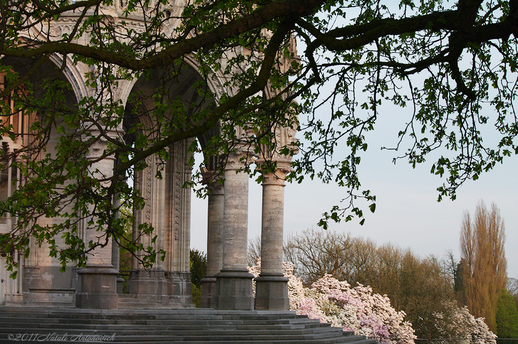 Album "Image sans titre" | Image de photographie "Printemps" de Natali Antonovich en photostock.