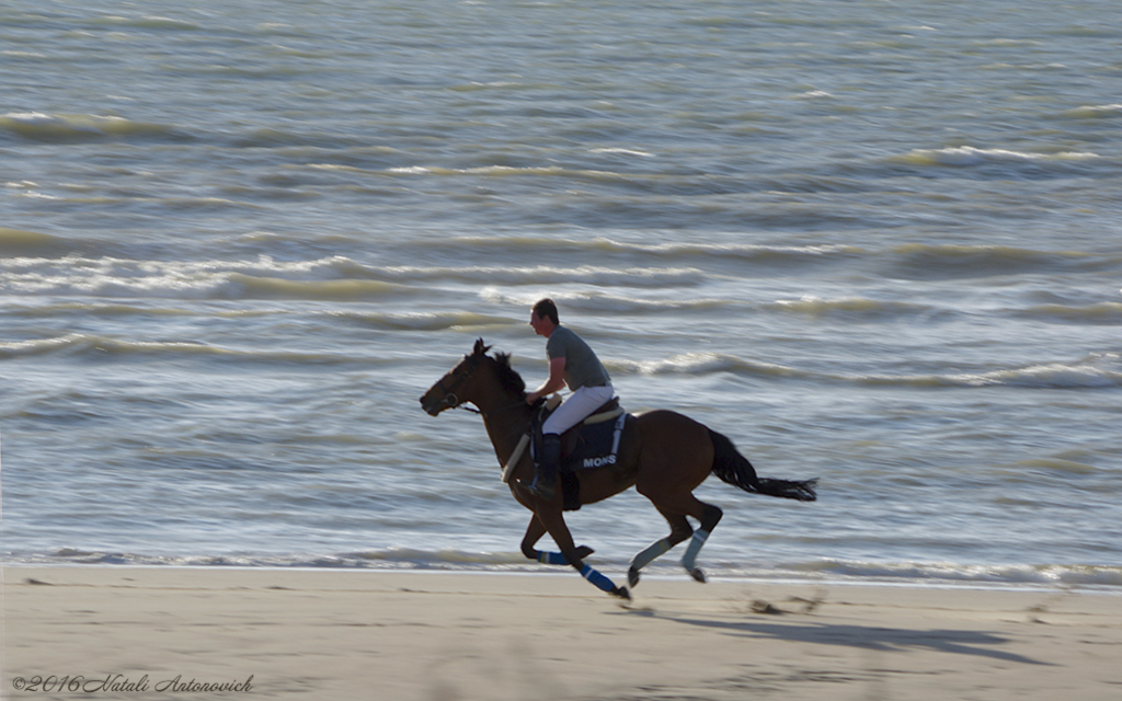 Album  "Riding" | Photography image "Belgian Coast" by Natali Antonovich in Photostock.