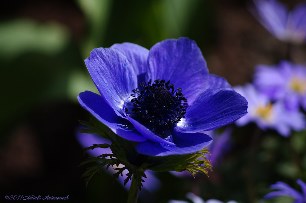 Image de photographie "Image sans titre" de Natali Antonovich | Photostock.