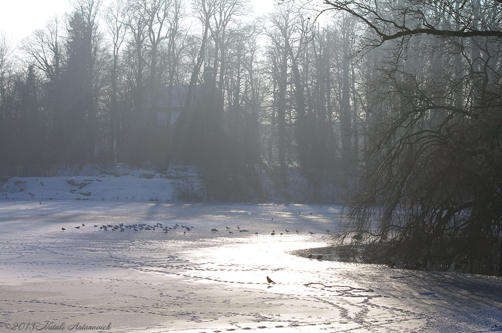 Album "Afbeelding zonder titel" | Fotografie afbeelding "Winter. Kerstvakantie" door Natali Antonovich in Archief/Foto Voorraad.