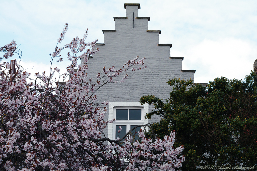 Photography image "Spring in Bruges" by Natali Antonovich | Photostock.
