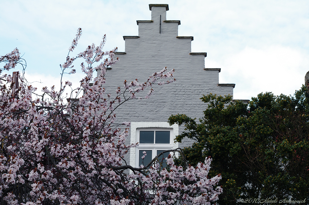 Album  "Spring in Bruges" | Photography image " Bruges" by Natali Antonovich in Photostock.