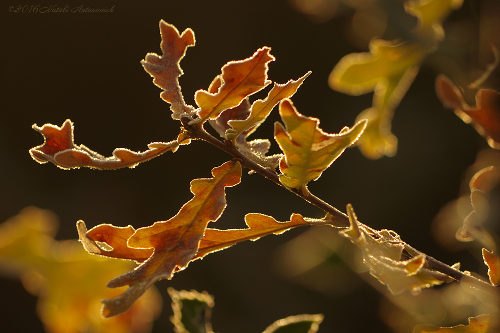 Album "Herbst" | Fotografiebild "Herbst" von Natali Antonovich im Sammlung/Foto Lager.