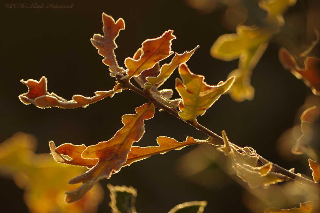 Album "Herbst" | Fotografiebild "Belgien" von Natali Antonovich im Sammlung/Foto Lager.