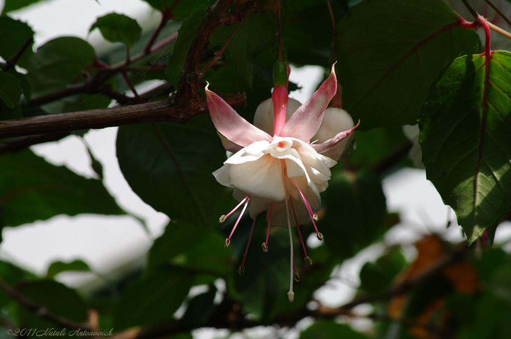 Album "Fuchsien" | Fotografiebild "Blumen" von Natali Antonovich im Sammlung/Foto Lager.