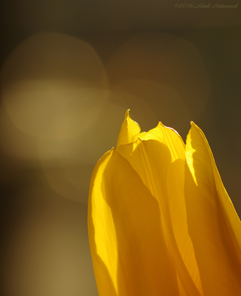 Album "Tulip dorée" | Image de photographie "Parallèles" de Natali Antonovich en photostock.