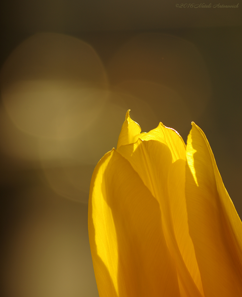 Image de photographie "Tulip dorée" de Natali Antonovich | Photostock.