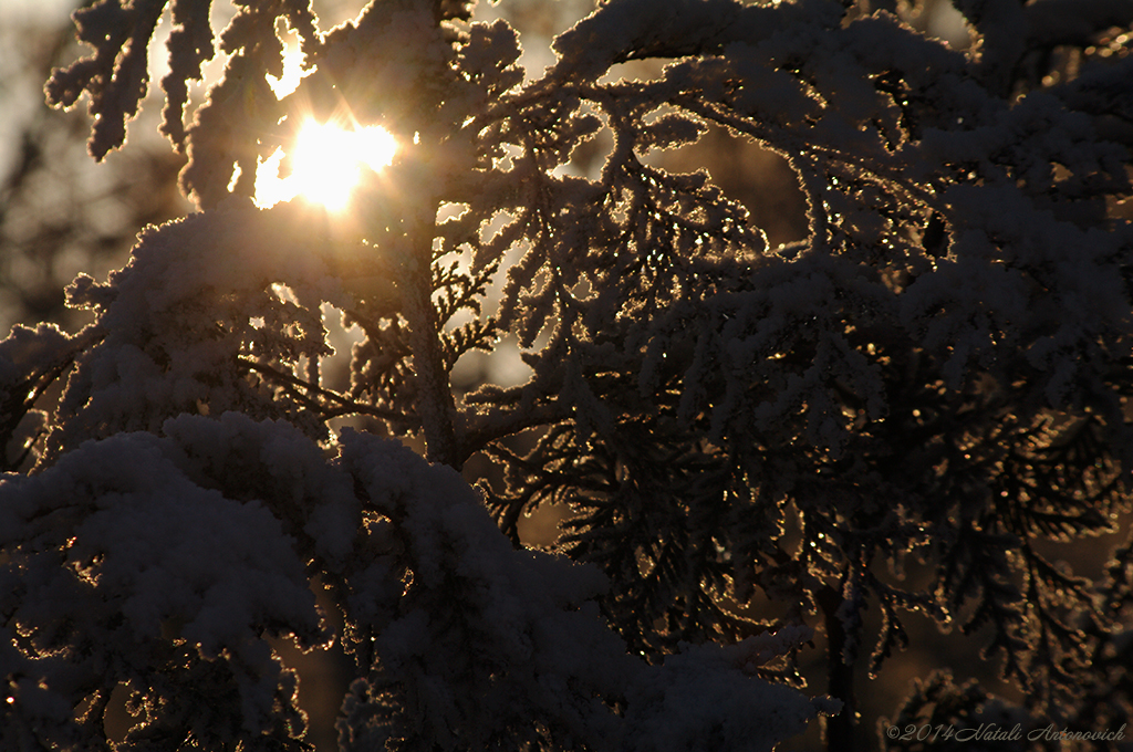 Album "Sonnenstrahlen" | Fotografiebild "Winter. Weihnachtsferien" von Natali Antonovich im Sammlung/Foto Lager.