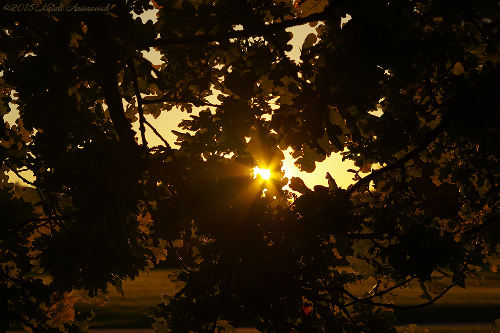 Photography image "Sunbeams" by Natali Antonovich | Photostock.