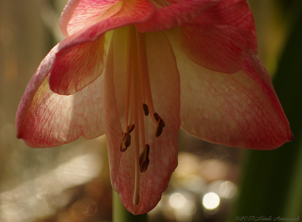 Album "Amaryllis bloem" | Fotografie afbeelding "Bloemen" door Natali Antonovich in Archief/Foto Voorraad.