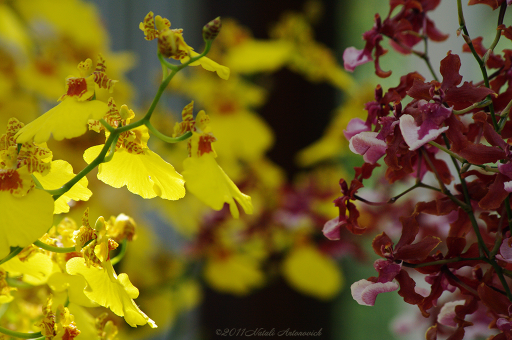 Album "Orchideeën" | Fotografie afbeelding "Orchideeën" door Natali Antonovich in Archief/Foto Voorraad.