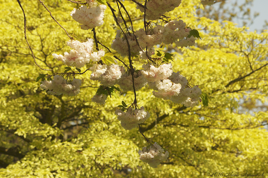 Fotografiebild "Kirschblüte" von Natali Antonovich | Sammlung/Foto Lager.